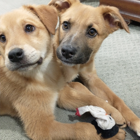 Foster dogs! - Picture 7 of 16